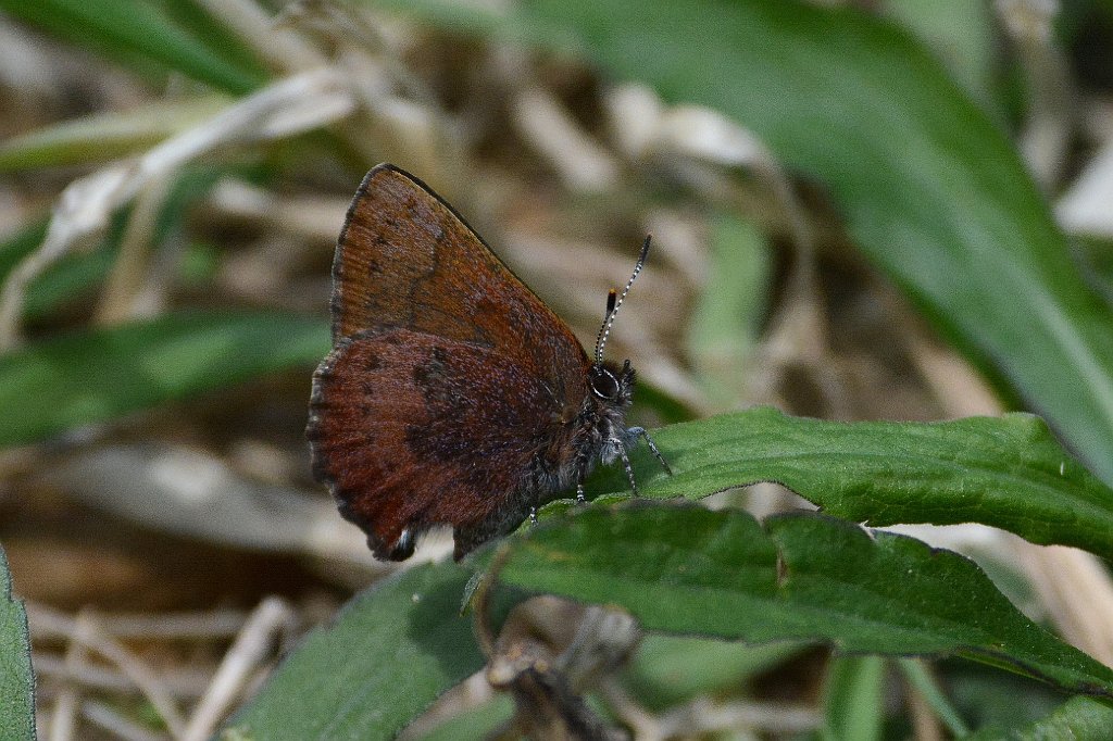 020 2015-05044869 Broad Meadow Brook, MA.JPG - Brown Elfin Butterfly (Callophrys augustinus). Broad Meadow Brook Wildlife Sanctuary, MA, 5-4-2015